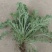 茵陈种子白蒿种子苗四季野菜高产山东野菜种子