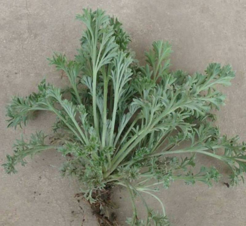 茵陈种子白蒿种子苗四季野菜高产山东野菜种子