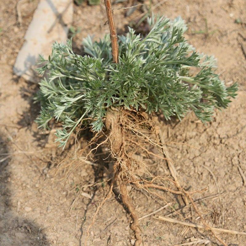 茵陈种子白蒿种子苗四季野菜高产山东野菜种子