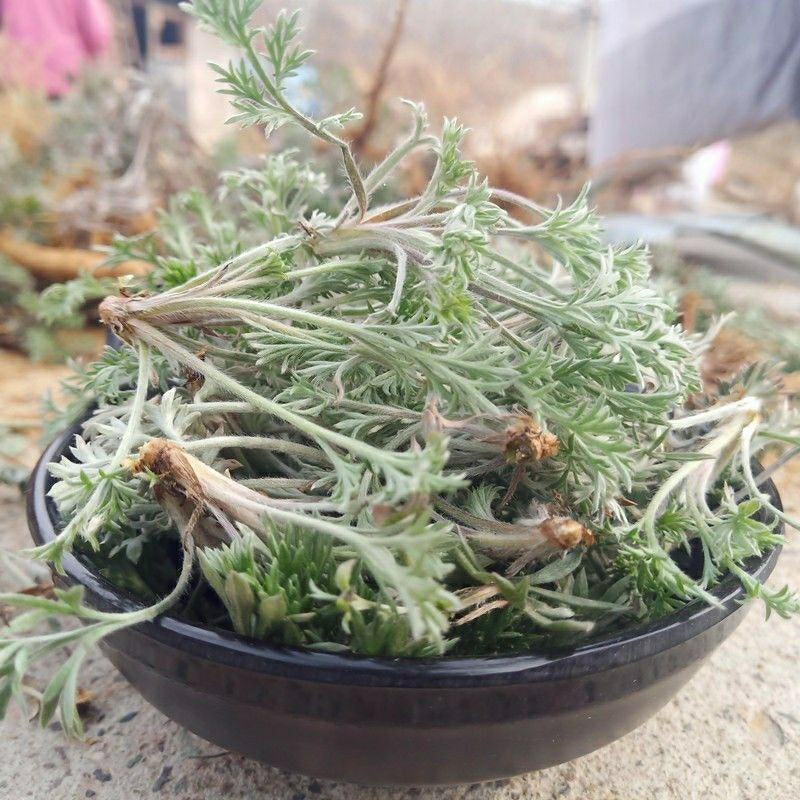 茵陈种子白蒿种子苗四季野菜高产山东野菜种子