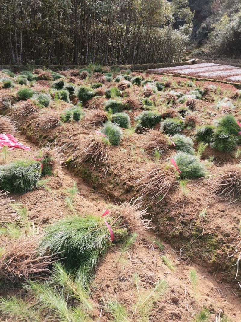 江西湿地松1-5公分湿地松大量供应价格优惠可视频看货