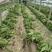 山东青州三青莴苣杆子大量上市，产地直发，一手货源保证品质