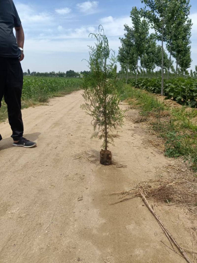 侧柏杯苗小苗大田侧柏土球绿化护坡荒山种植造林工程苗