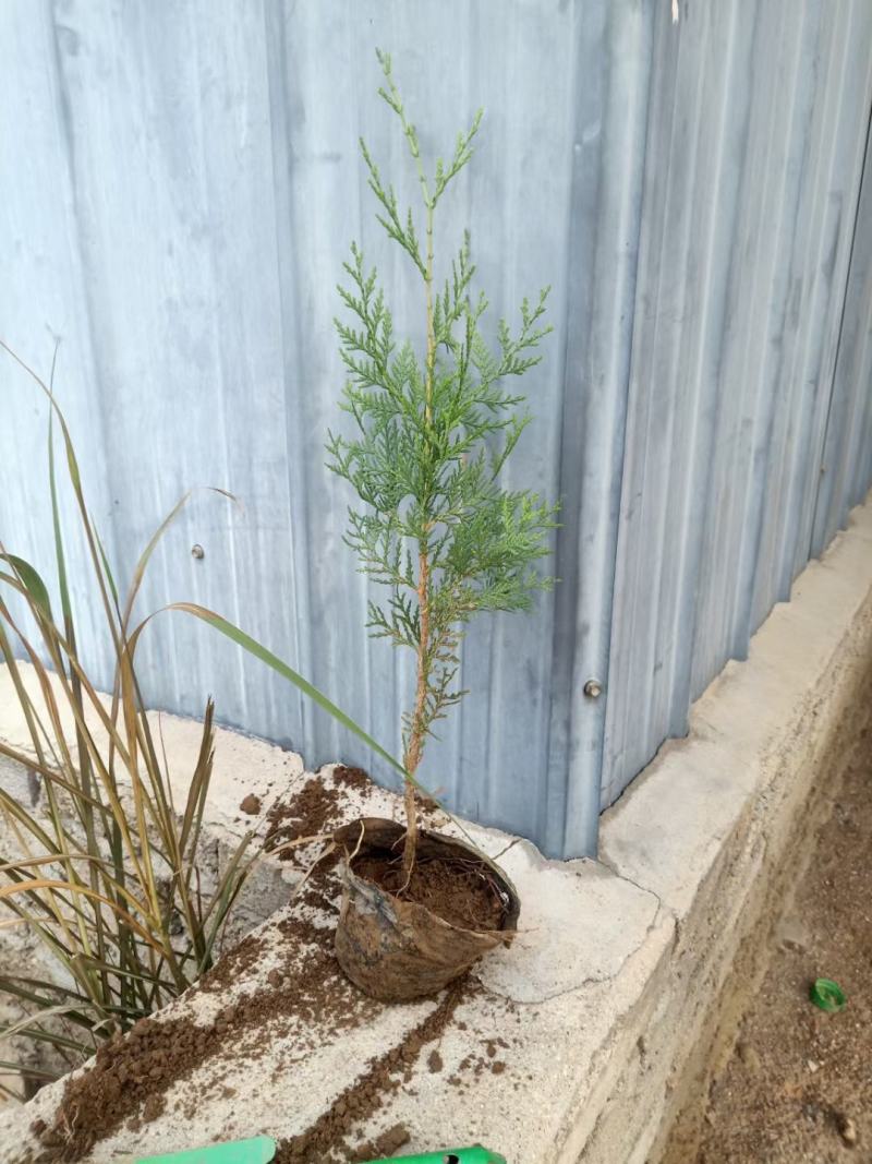 侧柏杯苗小苗大田侧柏土球绿化护坡荒山种植造林工程苗