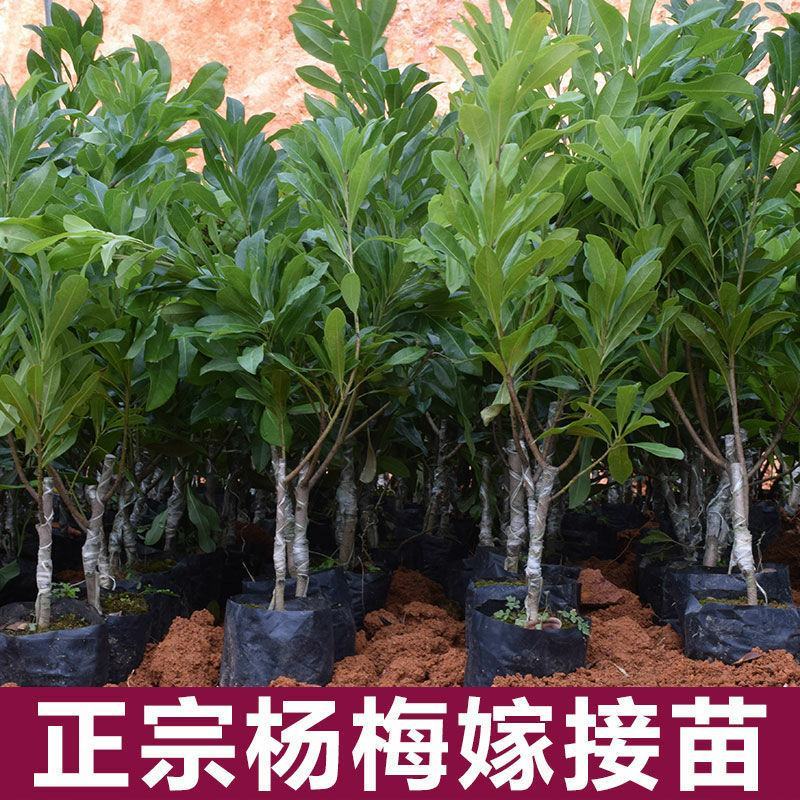 正宗嫁接东魁大杨梅树苗南北方种植当年结果苗庭院盆栽地栽杨