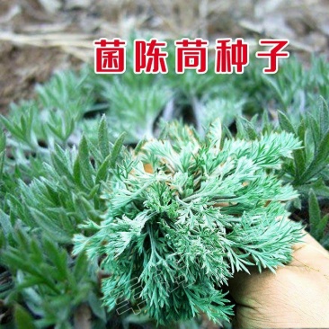 茵陈种子白蒿种子苗四季野菜高产山东野菜种子