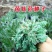 茵陈种子白蒿种子苗四季野菜高产山东野菜种子
