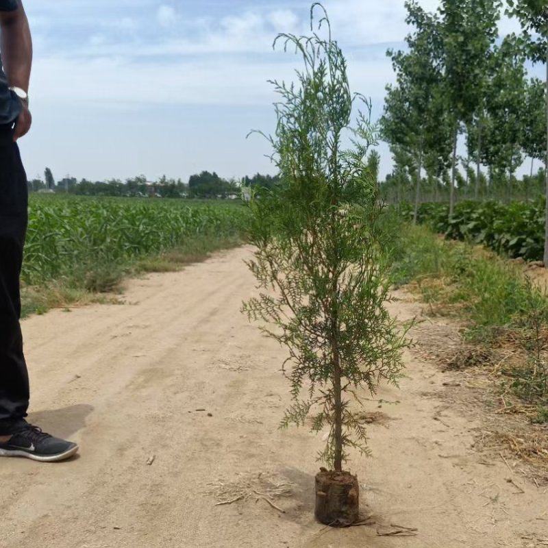 侧柏杯苗小苗大田侧柏土球绿化护坡荒山种植造林工程苗