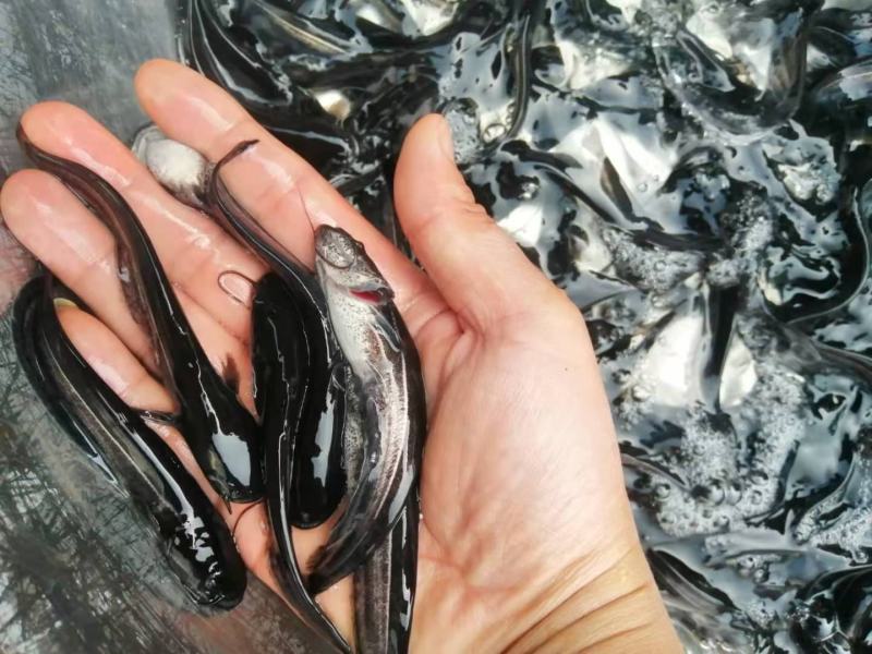四川优质大口鲶鱼苗基地直供可送货上门全程免费技术支持