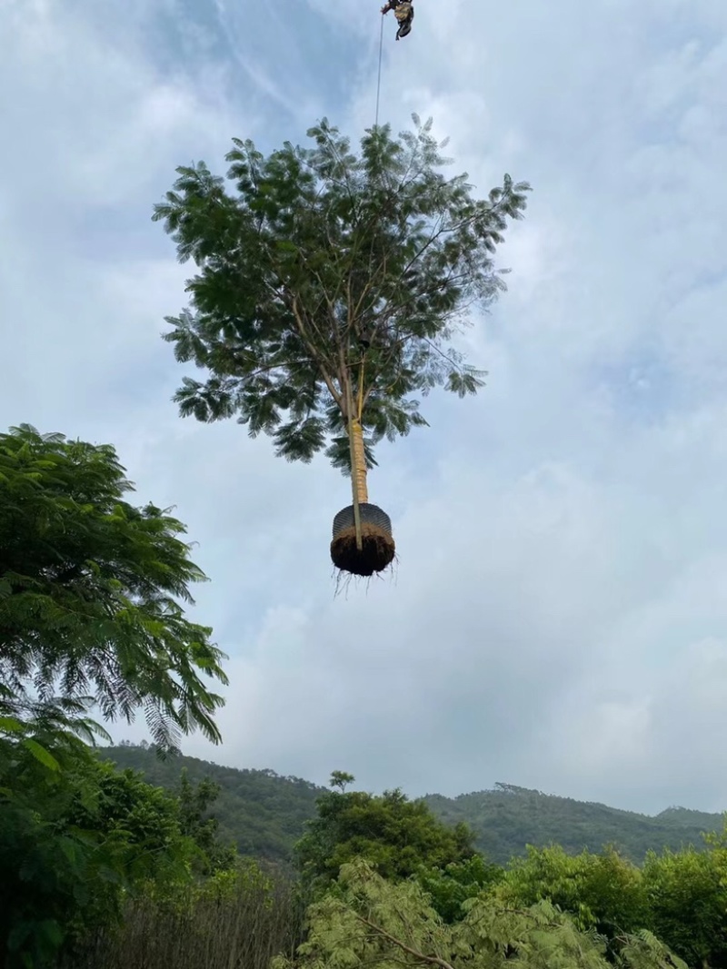 凤凰木