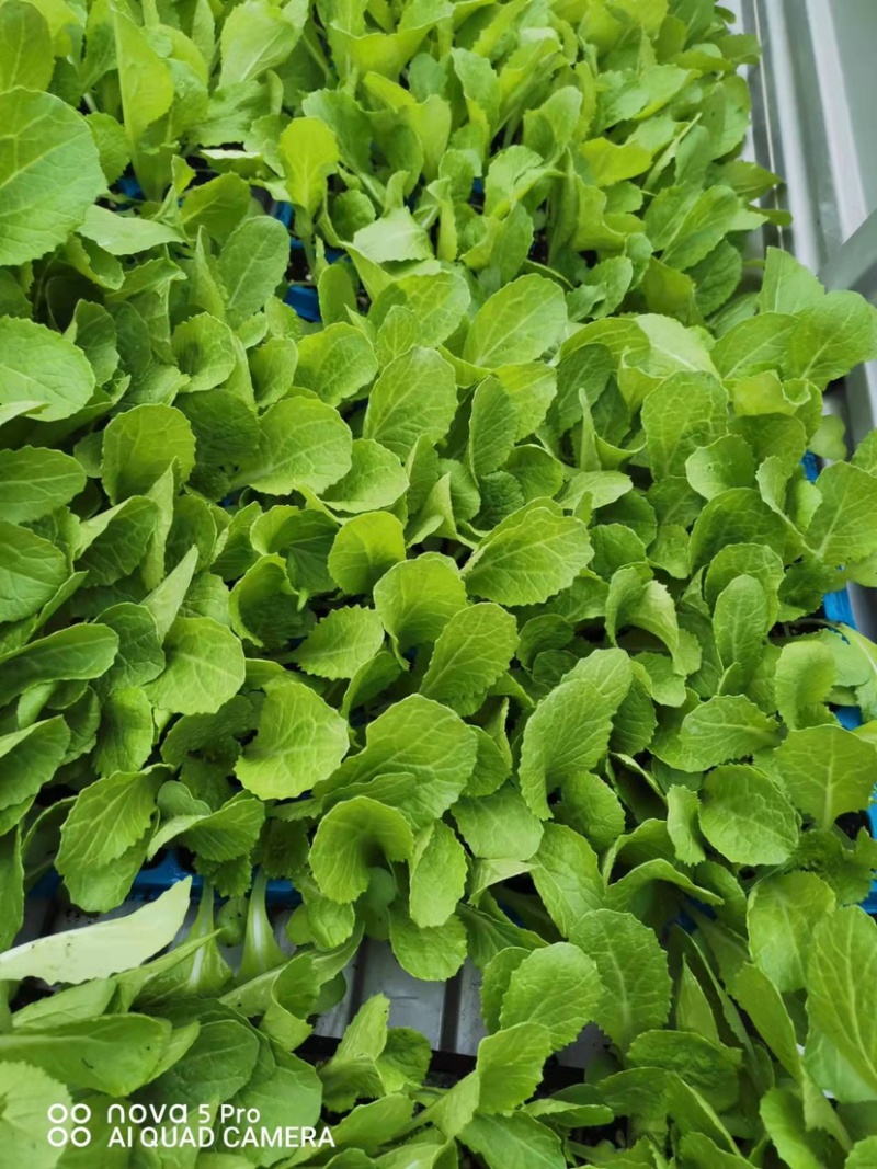 大白菜苗，早春大白菜，越夏大白，秋延大白菜，越冬大白菜