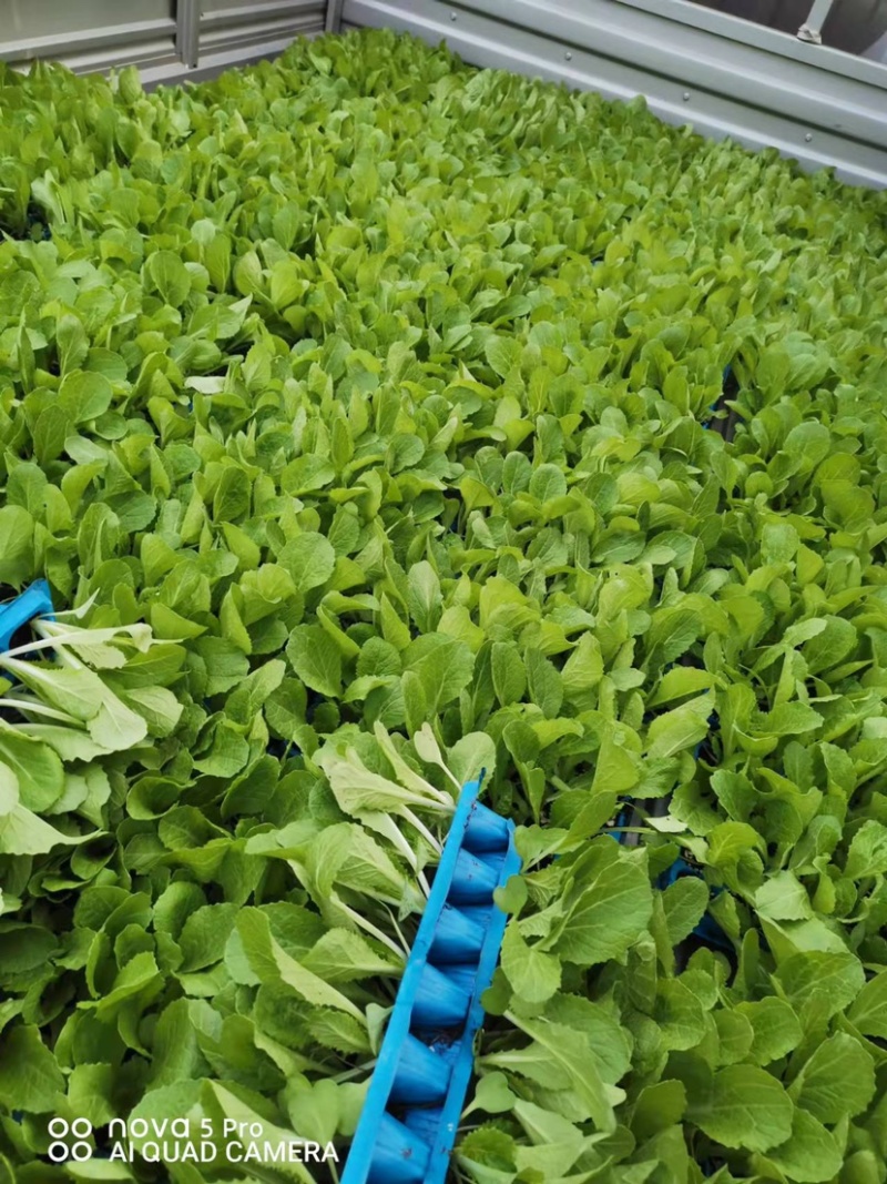大白菜苗，早春大白菜，越夏大白，秋延大白菜，越冬大白菜