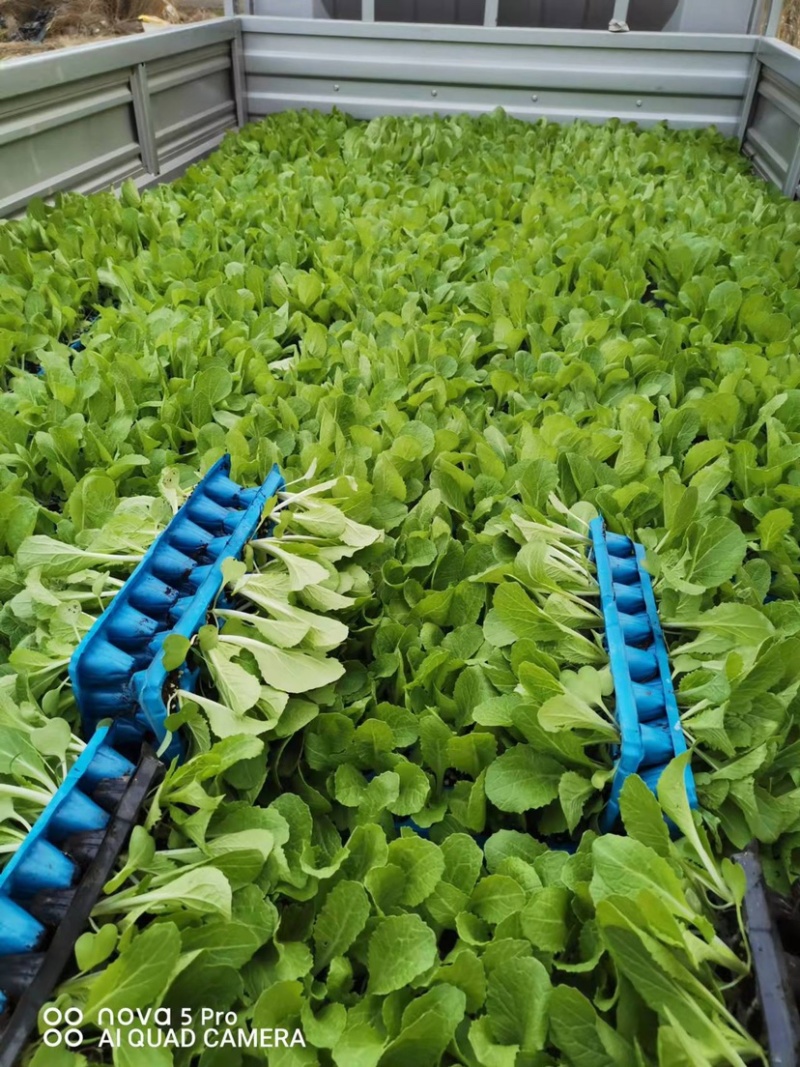 大白菜苗，早春大白菜，越夏大白，秋延大白菜，越冬大白菜