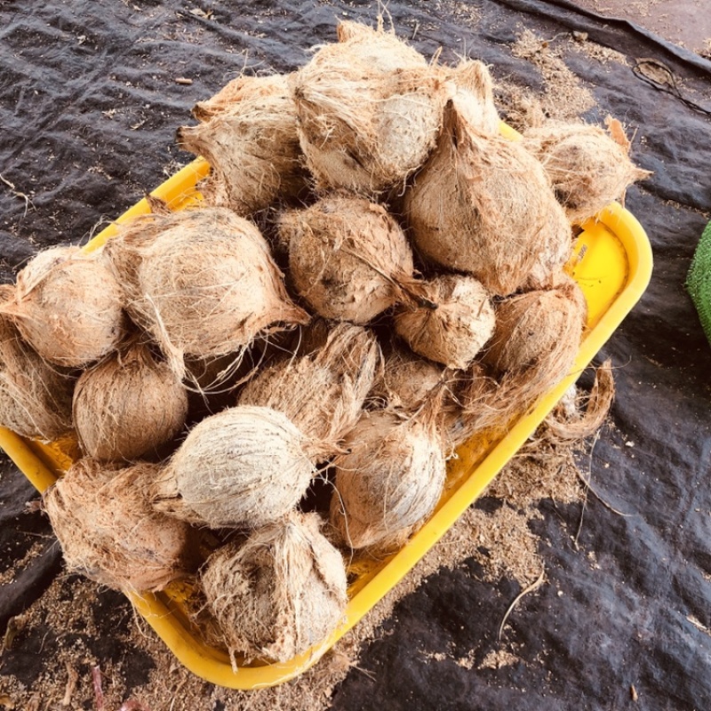 老椰子椰皇抛光椰皇毛椰一件代发老椰榨汁包邮电商代发