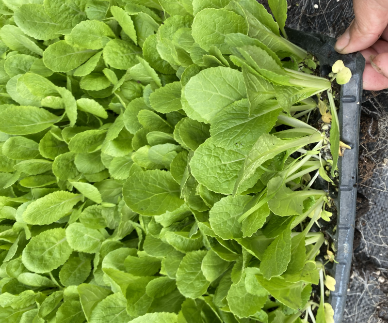 大白菜苗，早春大白菜，越夏大白，秋延大白菜，越冬大白菜