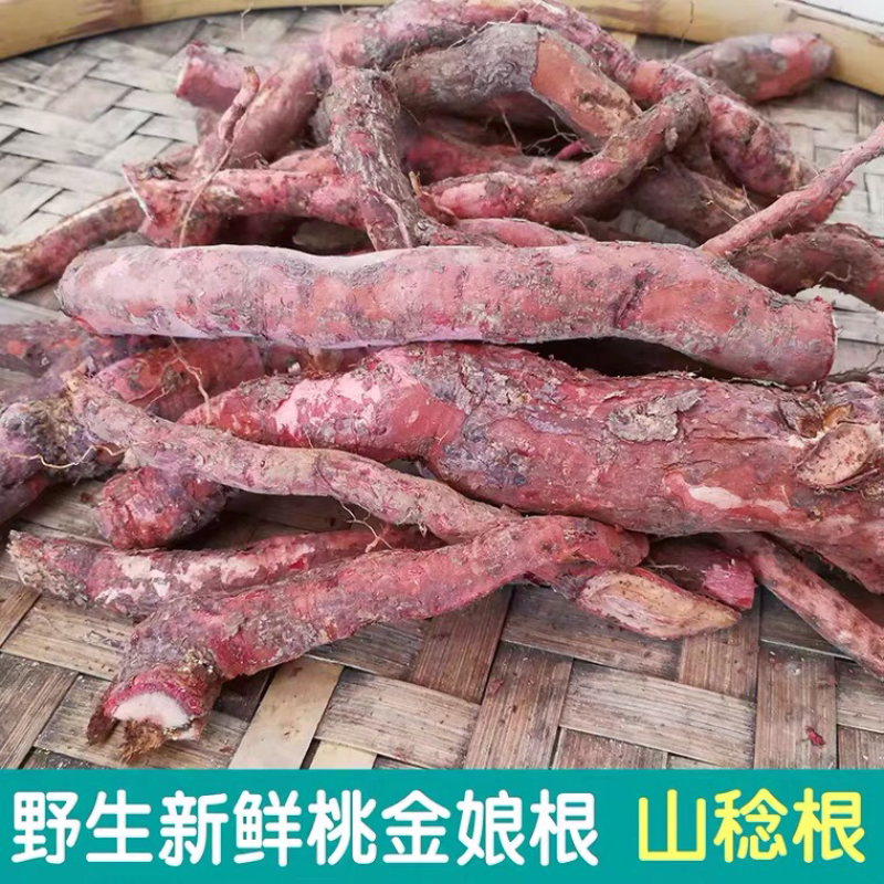 野生新鲜桃金娘根稔子根乌当泥山捻子根山稔根山捻根