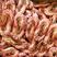 广州人25对九节虾干烤虾鲜味十足一件代发批发货源