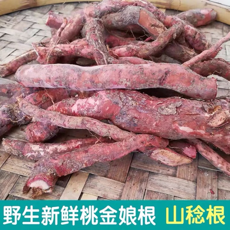 野生新鲜桃金娘根稔子根乌当泥山捻子根山稔根山捻根