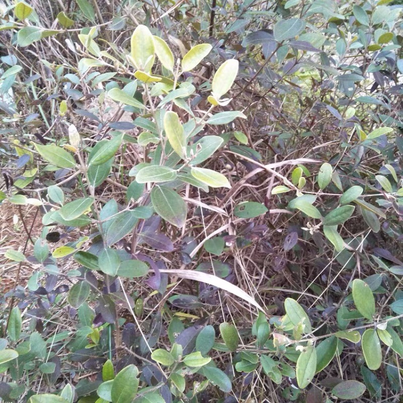 野生新鲜桃金娘根稔子根乌当泥山捻子根山稔根山捻根