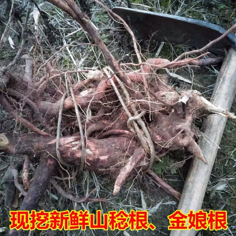 野生新鲜桃金娘根稔子根乌当泥山捻子根山稔根山捻根