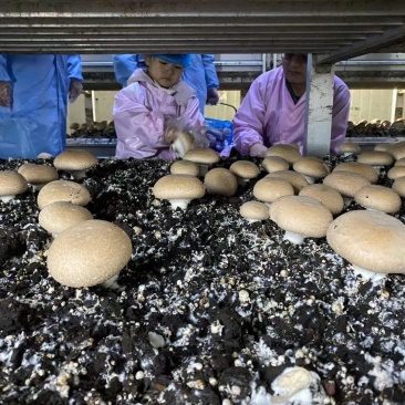 奥吉特牛排菇双孢菇