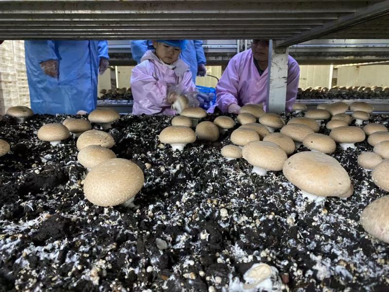 奥吉特牛排菇双孢菇