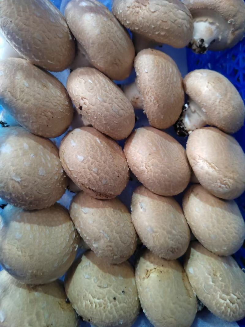 奥吉特牛排菇双孢菇