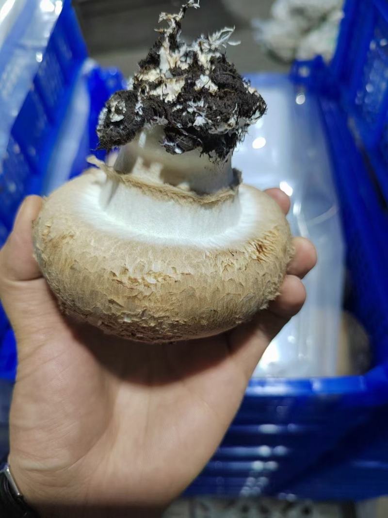 奥吉特牛排菇双孢菇