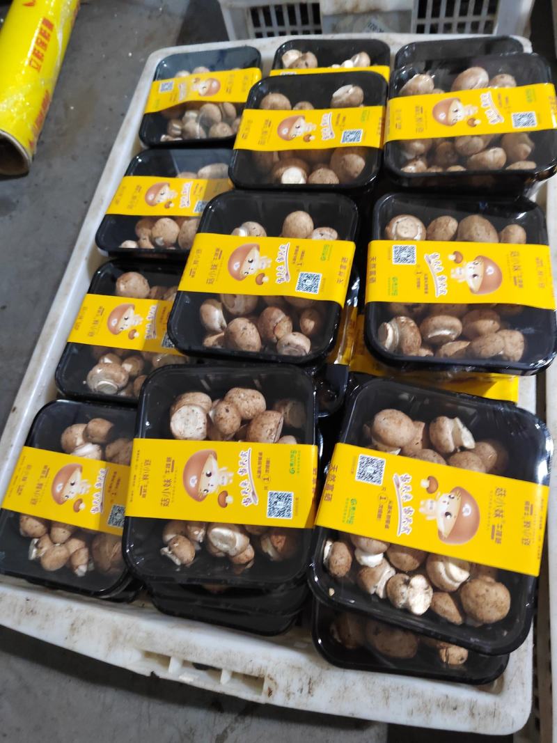 奥吉特牛排菇双孢菇