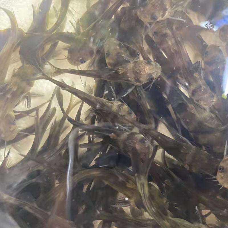 黄骨鱼苗黄桑鱼苗基地直供品种纯正提供养殖技术