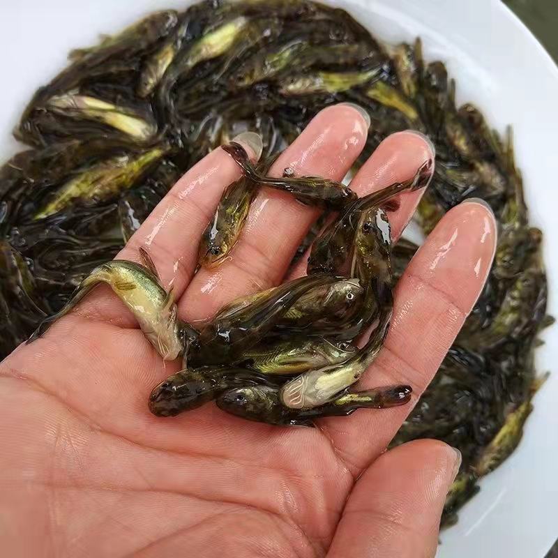 黄骨鱼苗黄桑鱼苗基地直供品种纯正提供养殖技术