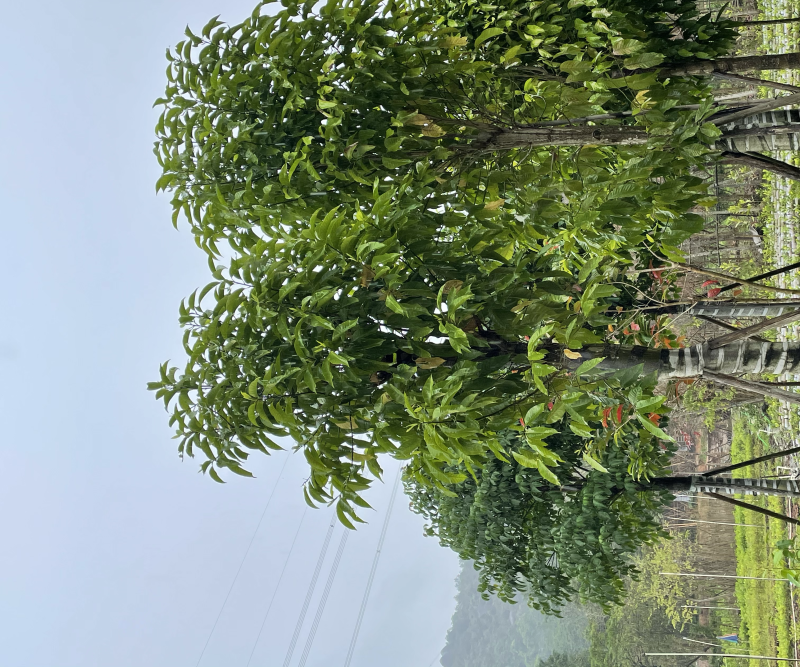 白玉兰