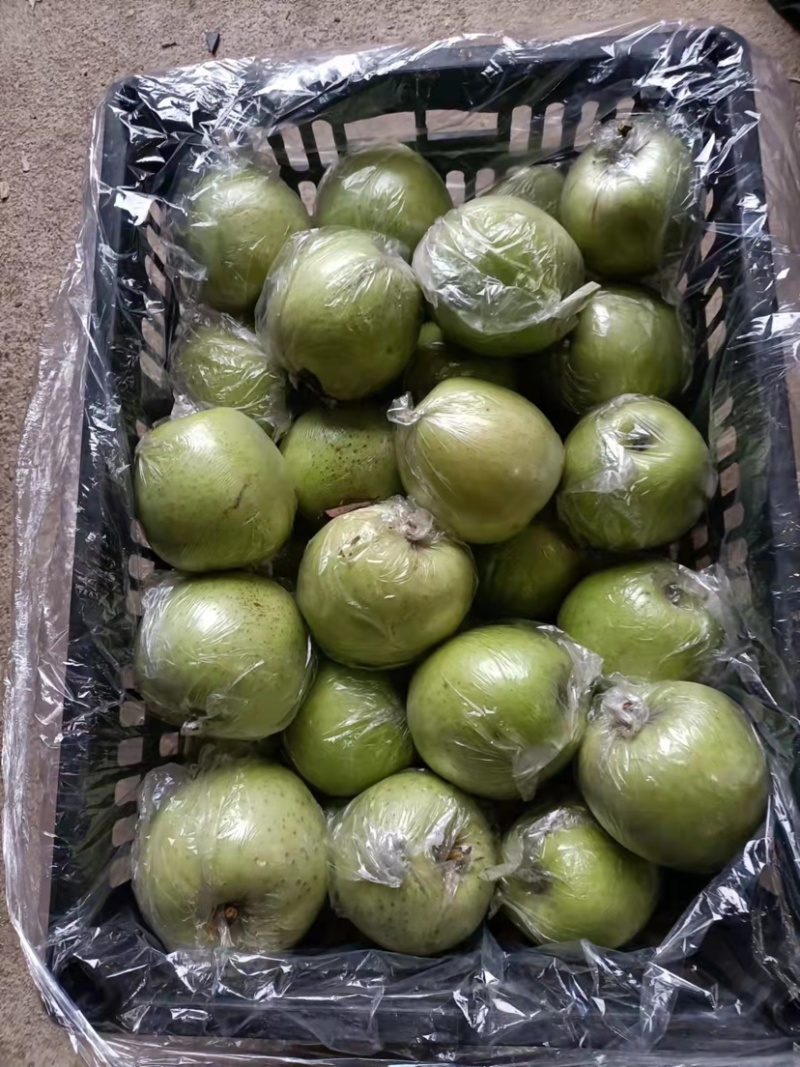 精品王林苹果膜袋王林日本进口青森纸袋红脸王林丑苹果