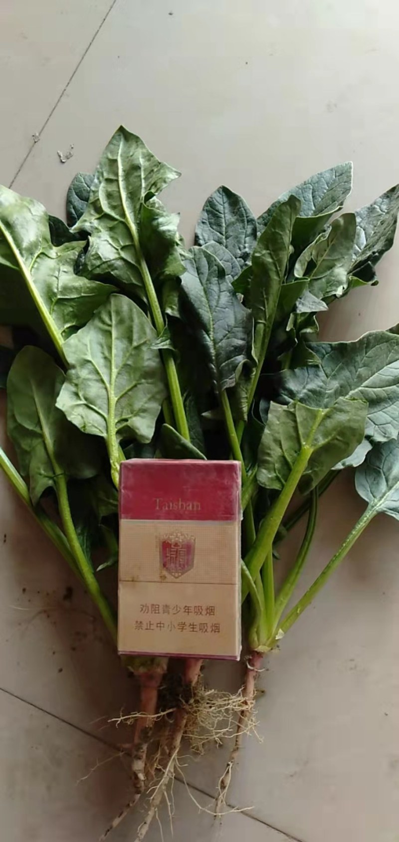 优质大叶菠菜，基地货源，大量供应脱水厂，市场，10吨起售