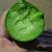 水果萝卜，口感脆甜，水分足，供应:电商，市场，加工厂