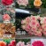 大花多头月季种苗品种多用于园艺工程绿化全国发货