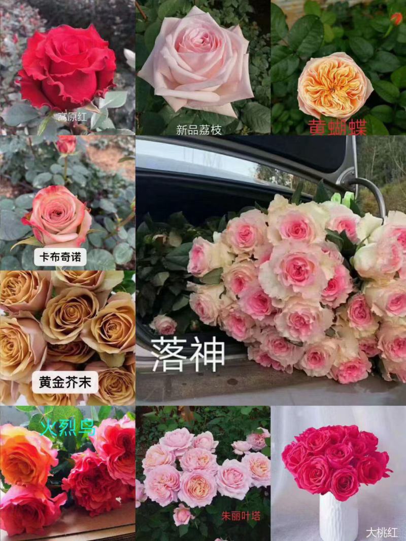 大花多头月季种苗品种多用于园艺工程绿化全国发货