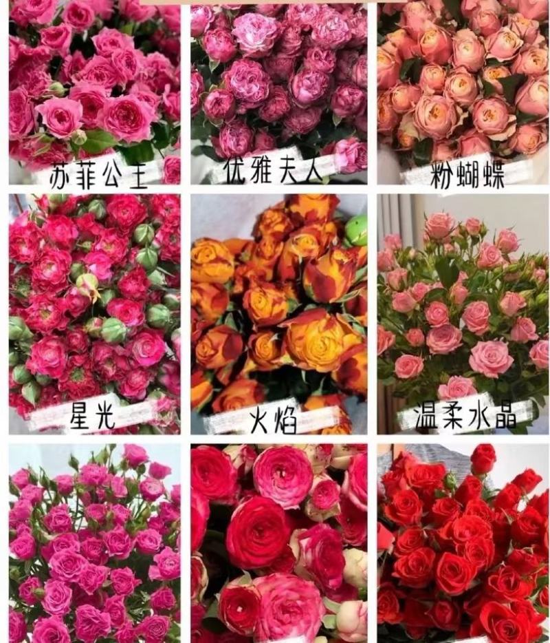大花多头月季种苗品种多用于园艺工程绿化全国发货