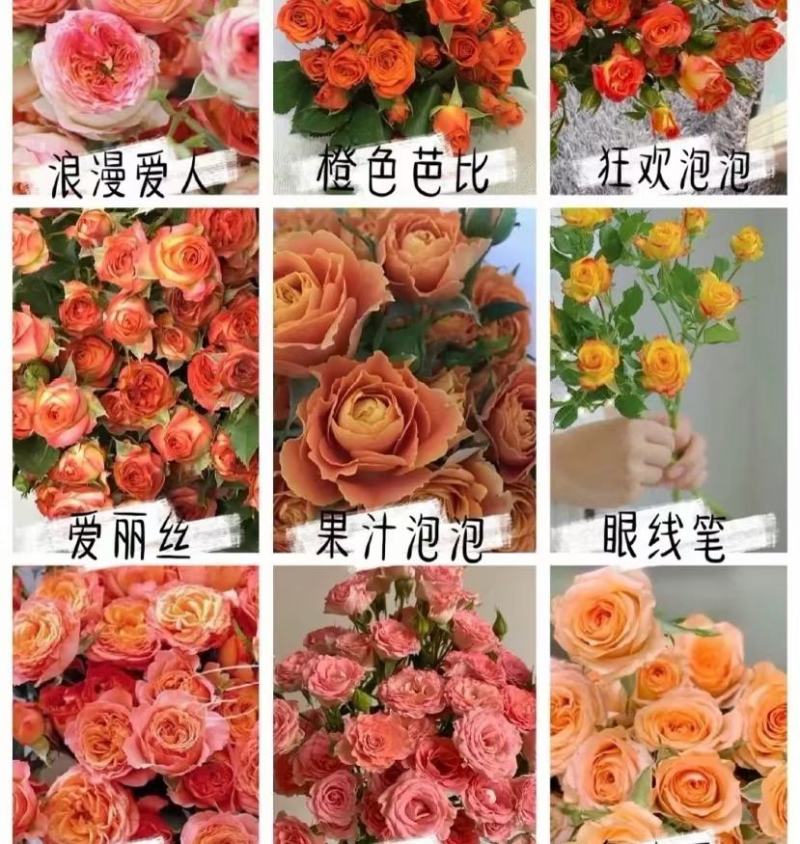 大花多头月季种苗品种多用于园艺工程绿化全国发货