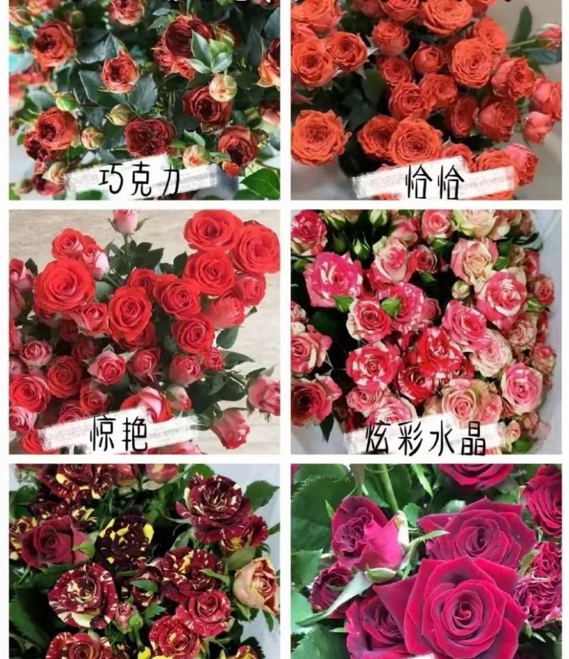 大花多头月季种苗品种多用于园艺工程绿化全国发货