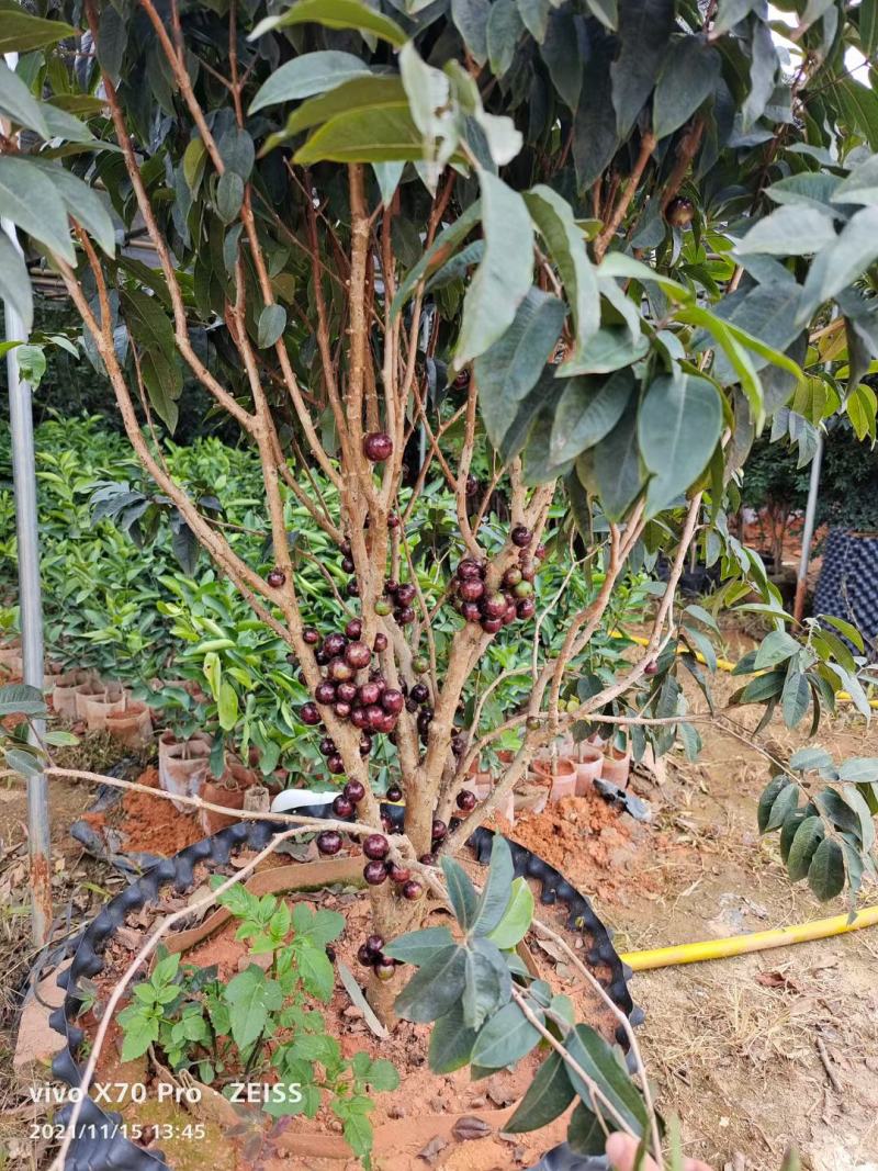 台湾四季嘉宝果树苗沙巴嘉宝果树苗