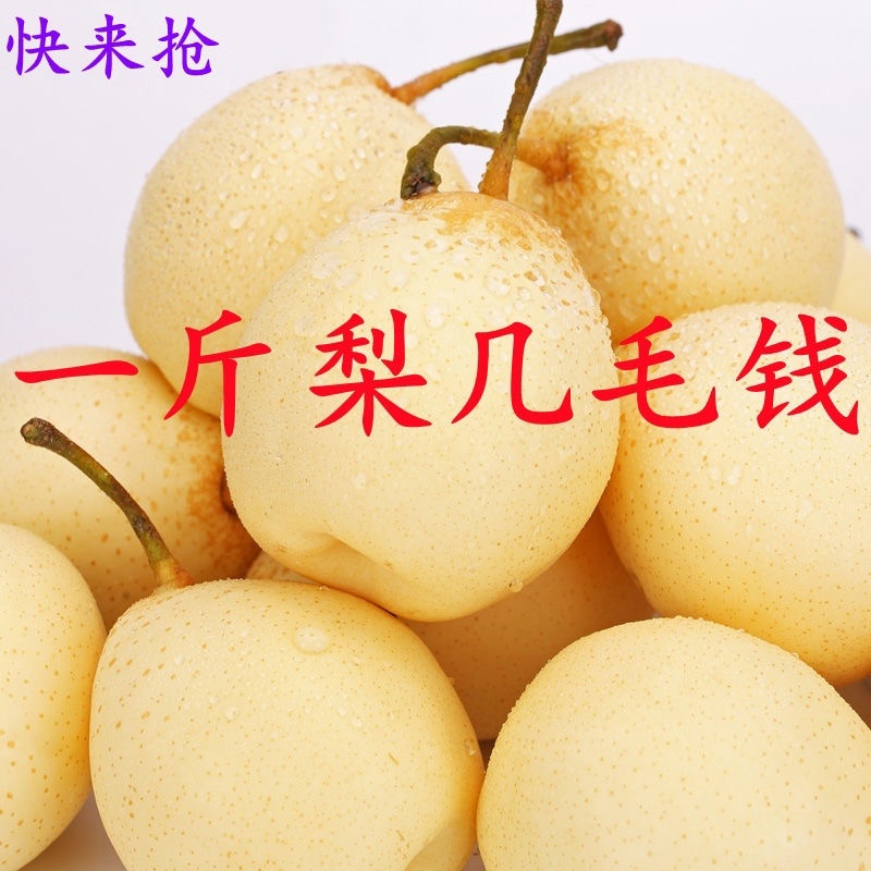 蜜梨膜袋蜜梨啵梨糖梨糖梨水分超甜梨蜜梨雪花梨超甜