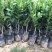 广东优质无籽香水柠檬苗，扦插苗，嫁接苗