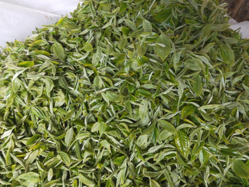 普洱乔木茶