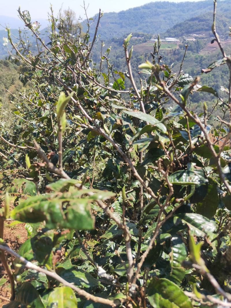 普洱乔木茶