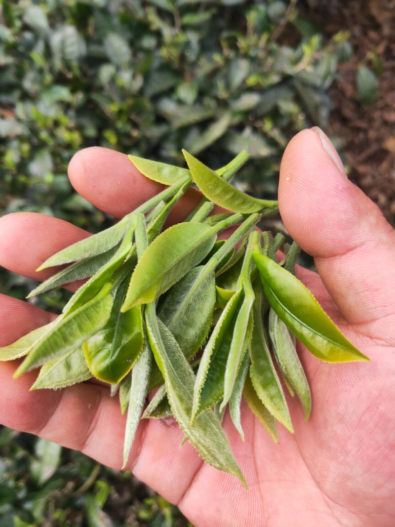 普洱乔木茶