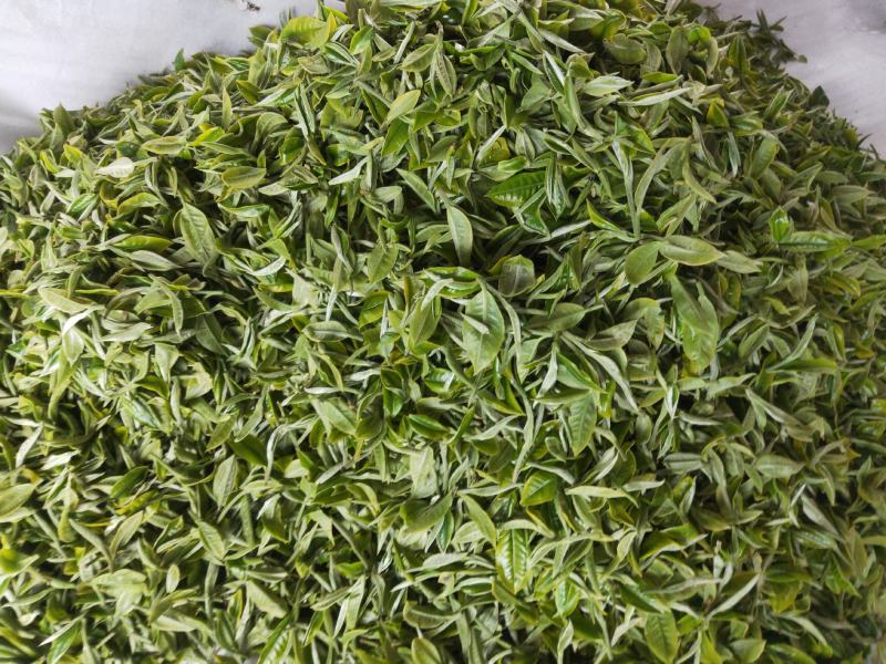 普洱乔木茶