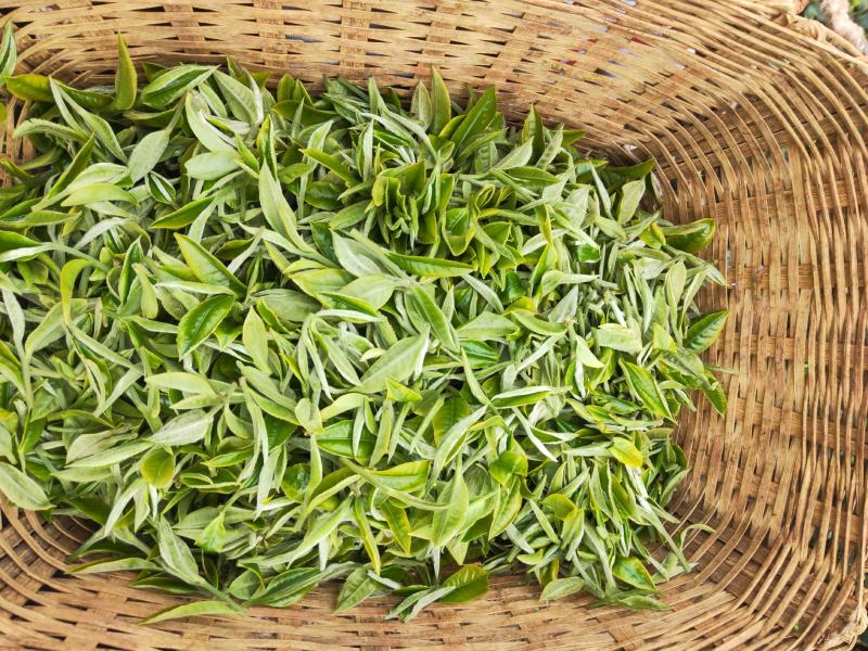 普洱乔木茶