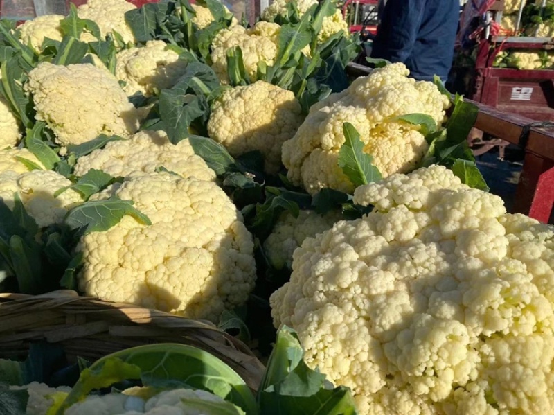 【有好货】山东基地直发精品有机花菜一手货源量大从优