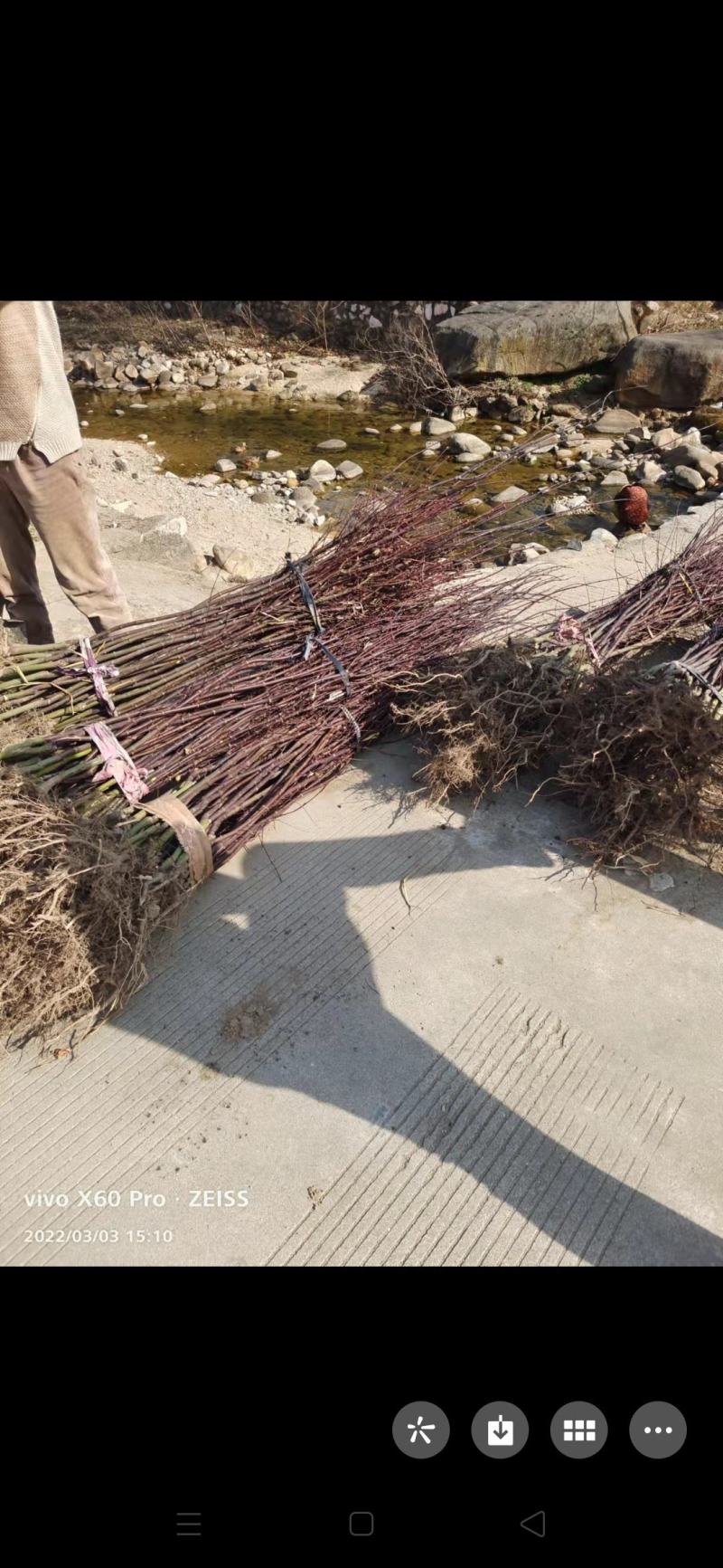 三季红红枫苗，清地处理，，品质保证，可现场看苗